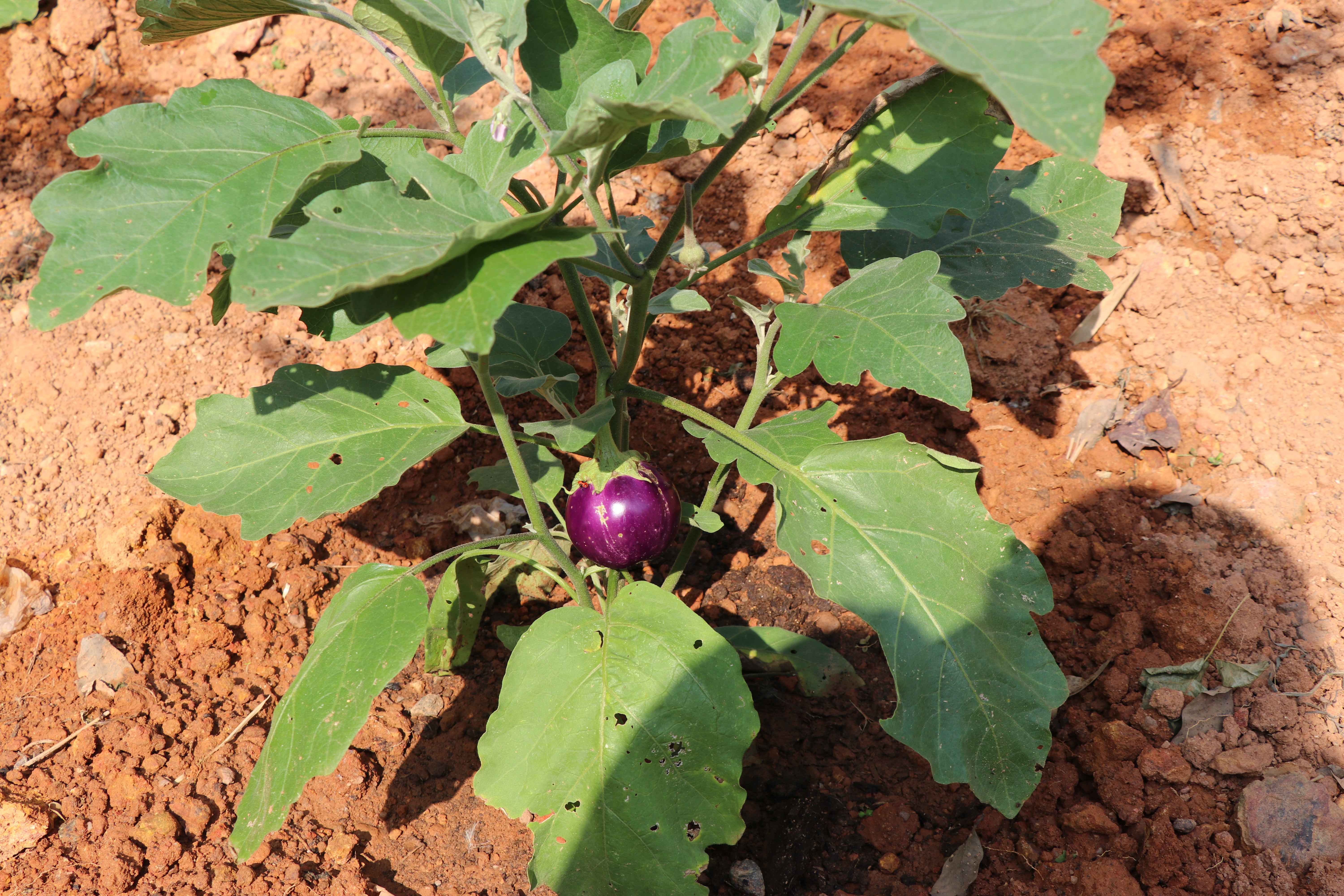 Green Vegetable Cultivation